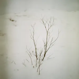 Roses grew on snow artwork