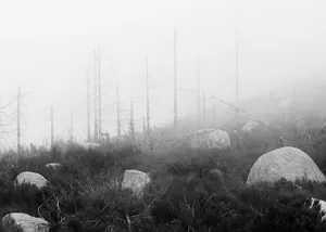Sensitive Territories artwork