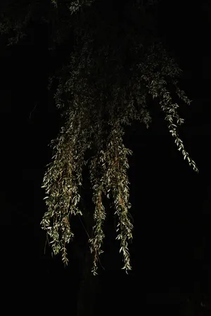 Songs in a strange land artwork