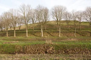Strata artwork