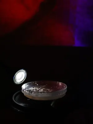 Symbiophone artwork