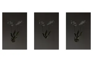 That time I wished I was a white butterfly artwork
