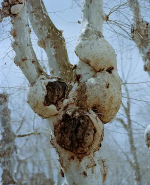 THE NATURE OF THINGS artwork