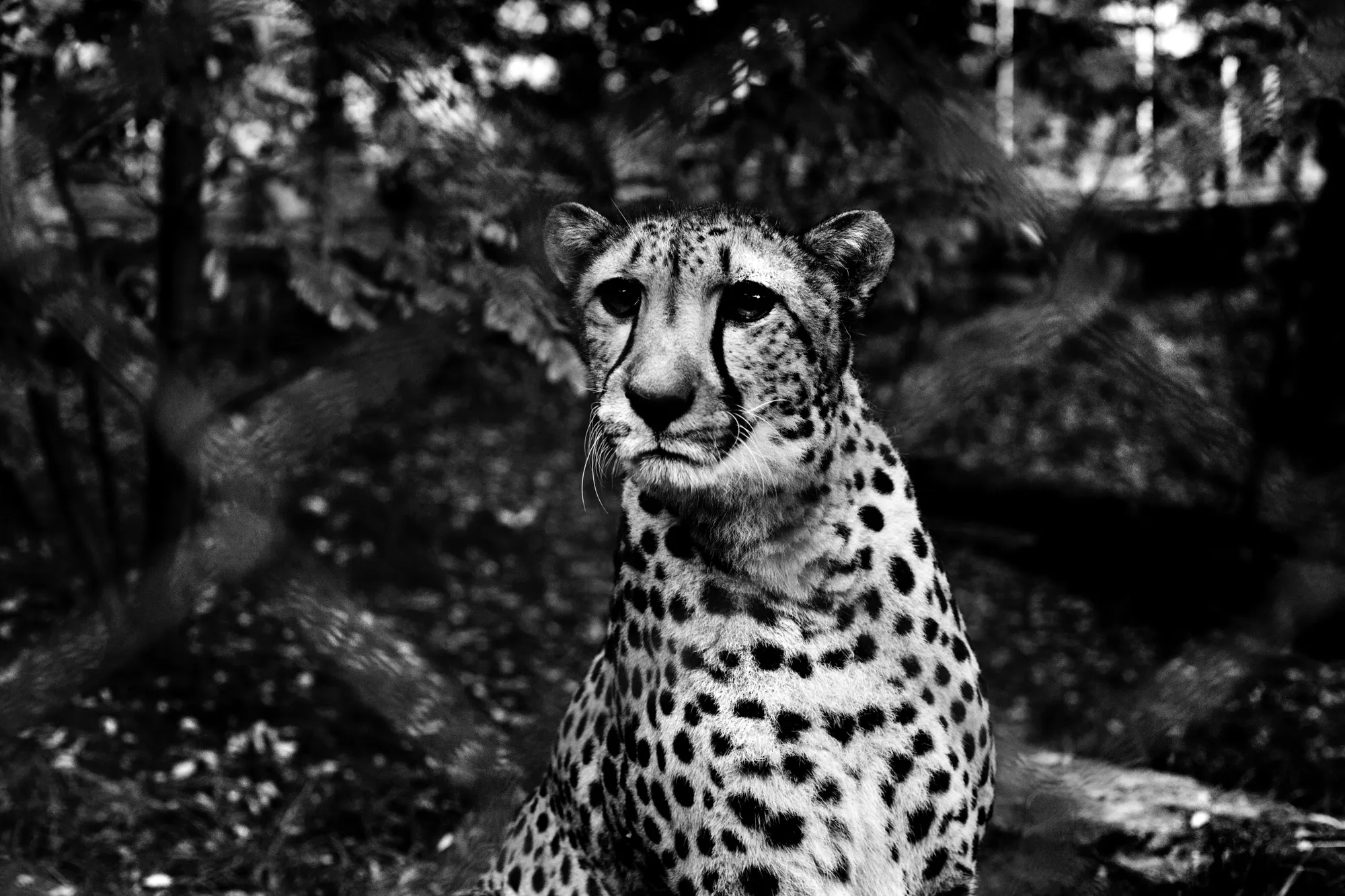 The Silence of the Beasts with Eleni Onasoglou