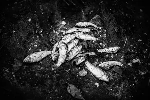 The Silence of the Beasts with Eleni Onasoglou