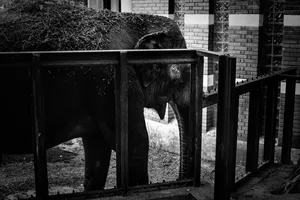 The Silence of the Beasts with Eleni Onasoglou