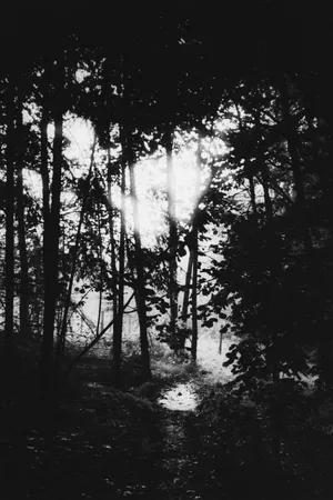 The Territory artwork