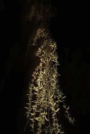 The untangled tales artwork