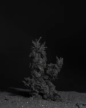 Trophia artwork