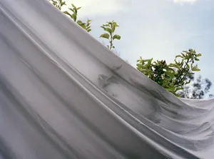 Under a Vaulted Sky