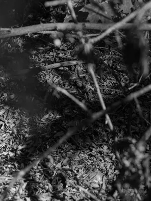 Underfoot artwork