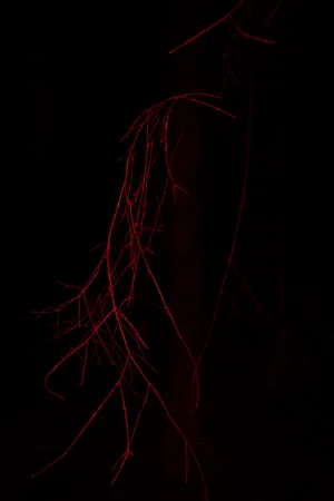 Uprooted artwork
