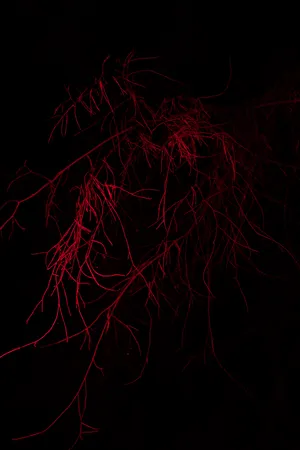 Uprooted artwork