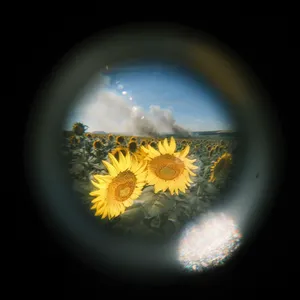 Warhole artwork