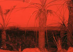 Wounds of Violence artwork